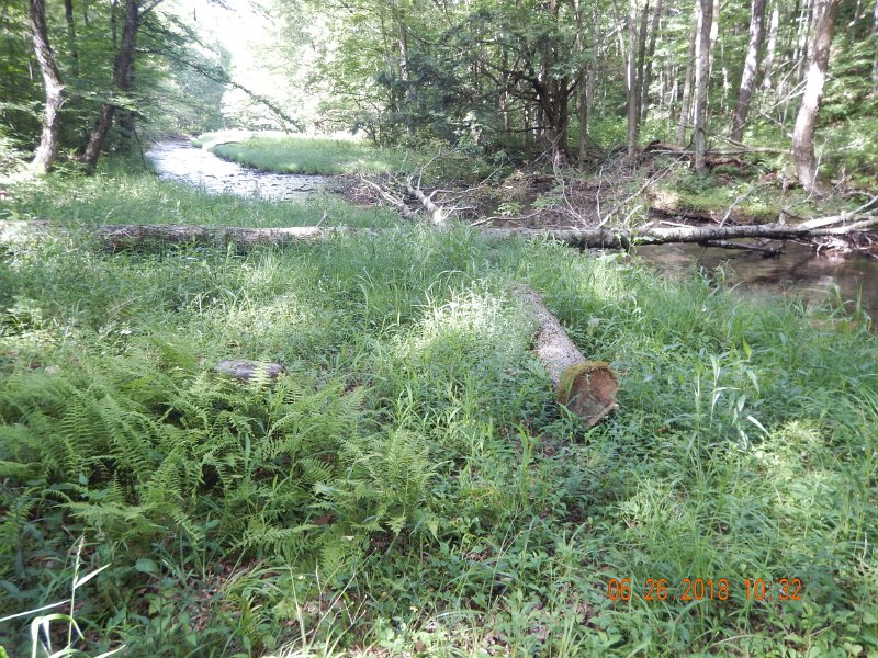 -Kettle Valley-123-.jpg - Then, I saw this was deliberate.  Someone was cutting trees so they fell across the stream to block the water.